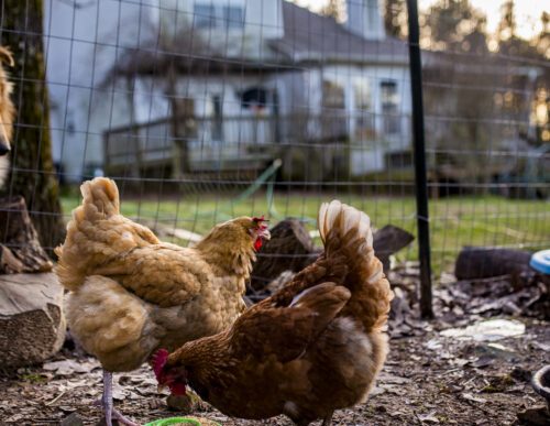 Louisiana resident in critical condition with H5N1 bird flu