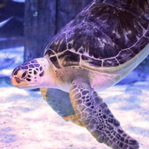 Injured green sea turtle relearns how to swim thanks to 3D-printed harness