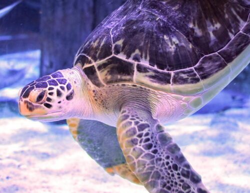 Injured green sea turtle relearns how to swim thanks to 3D-printed harness