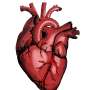 Unexpected heart muscle growth found in patients with artificial hearts